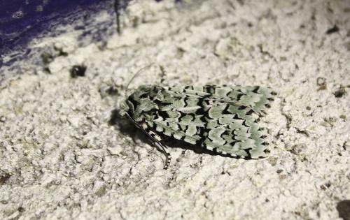 Griposia aprilina